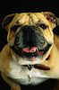 bulldog.asp (2630 bytes)