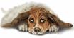 popdogs3.gif (5448 bytes)